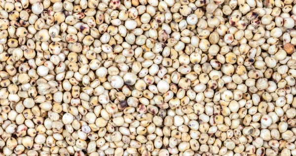 White sorghum